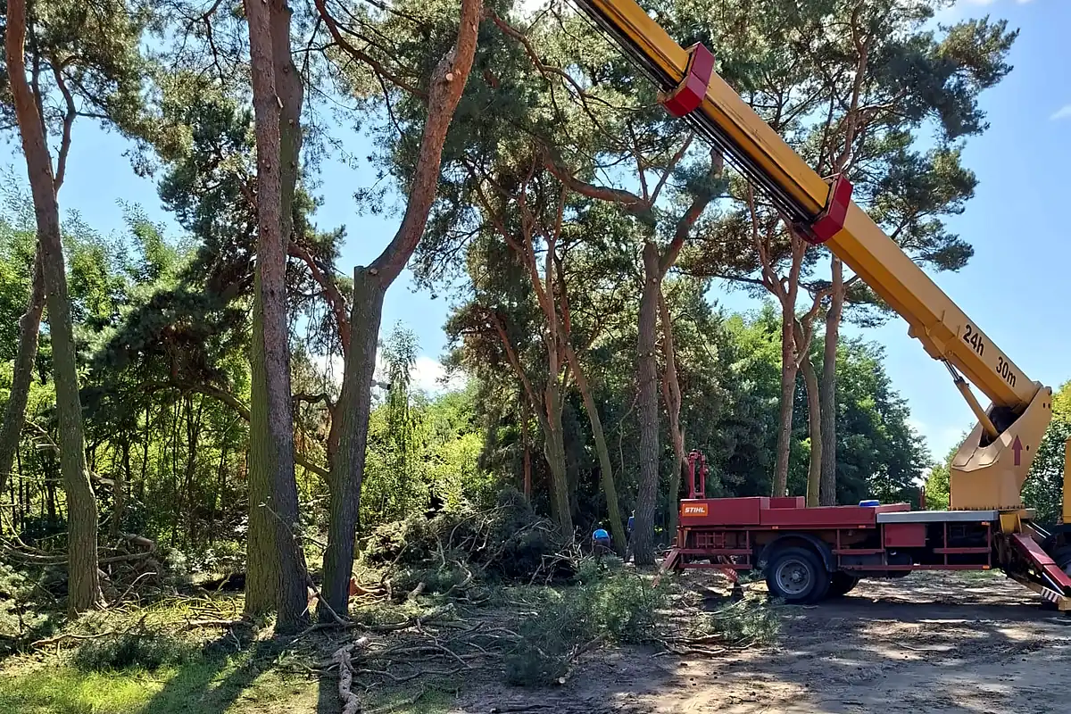 Wycinka i pielęgnacja drzew